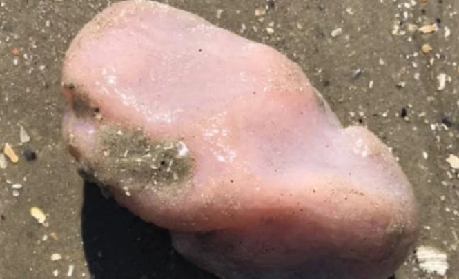 Neobično biće se nasukalo na plažu i zbunilo mnoge: Znate li šta je ovo?