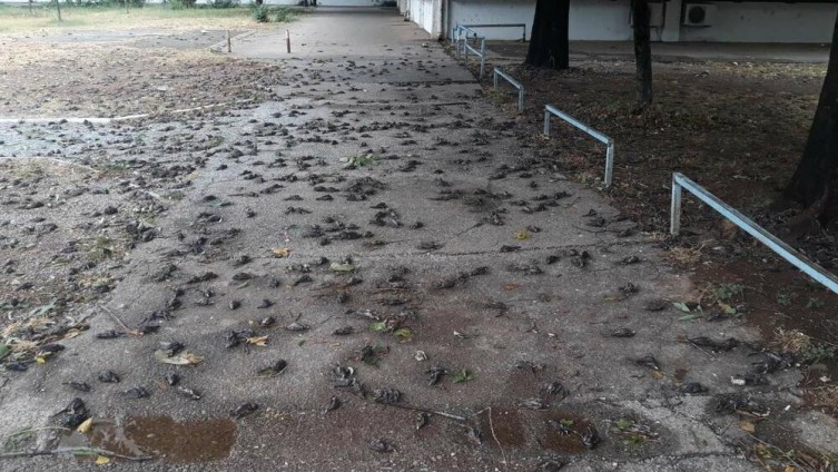 Jezive scene iz Podgorice: Stotine mrtvih vrabaca po ulicama šokiralo građane