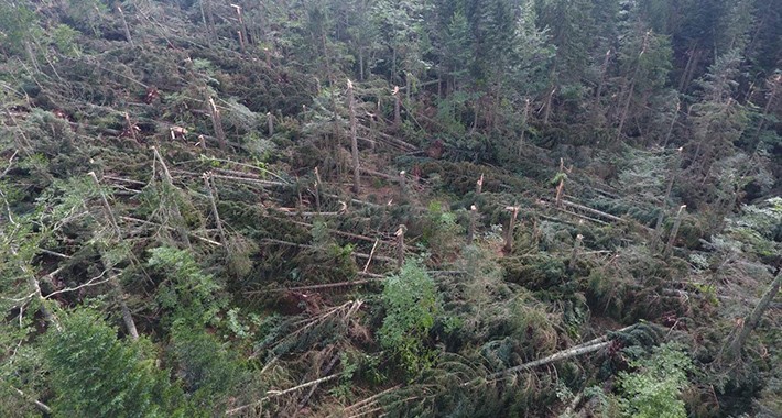 Apokaliptični prizori iz BiH: Vjetar polomio skoro cijelu šumu, šteta je ogromna!
