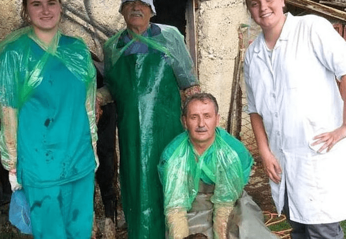 Nesvakidašnji slučaj u BiH: Veterinari carskim rezom otelili kravu s dvoglavim teletom